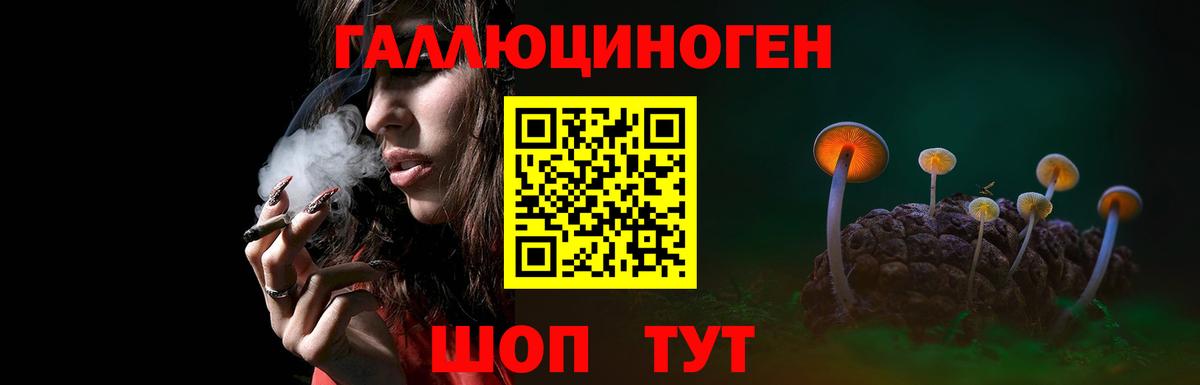 Псилоцибиновые грибы Psilocybine cubensis Барнаул